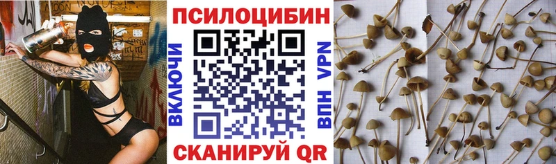Псилоцибиновые грибы Psilocybine cubensis  сколько стоит  Елизово 